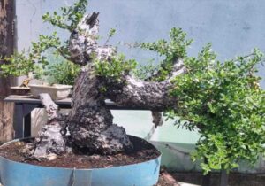 bonsai