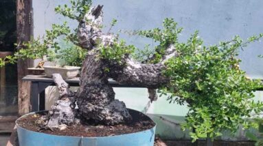 bonsai