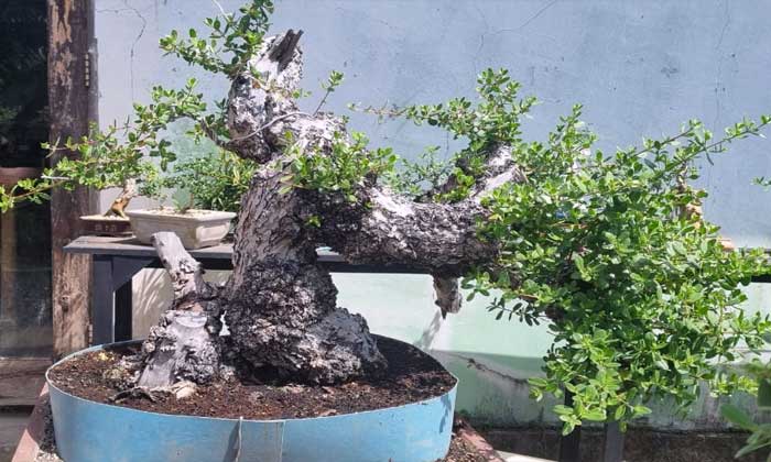 bonsai