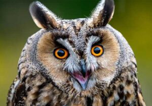 burung hantu