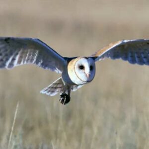 burung hantu terbang