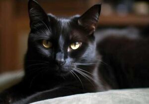 kucing hitam
