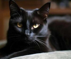 kucing hitam