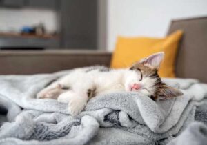kucing tidur