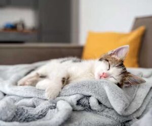 kucing tidur