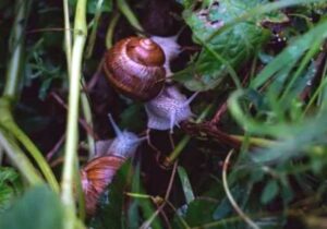 siput tidur