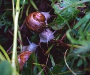 siput tidur