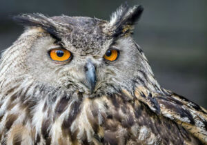 kepala burung hantu bisa berputar