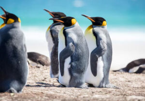 Indera Perasa Penguin