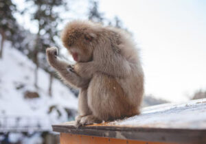 Hewan Bertahan Di Musim Dingin