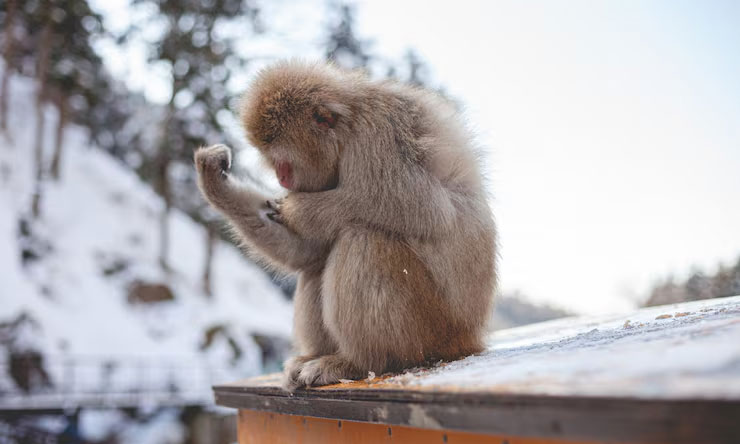 Hewan Bertahan Di Musim Dingin