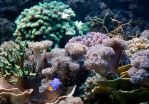 Terumbu Karang