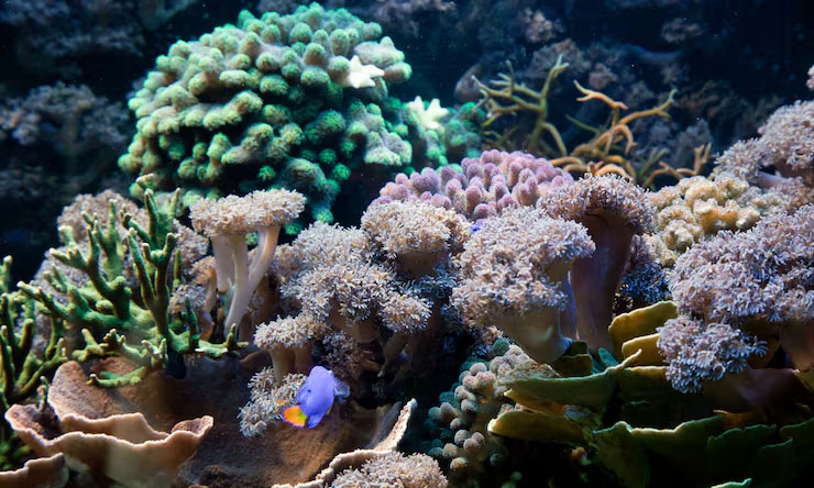 Terumbu Karang